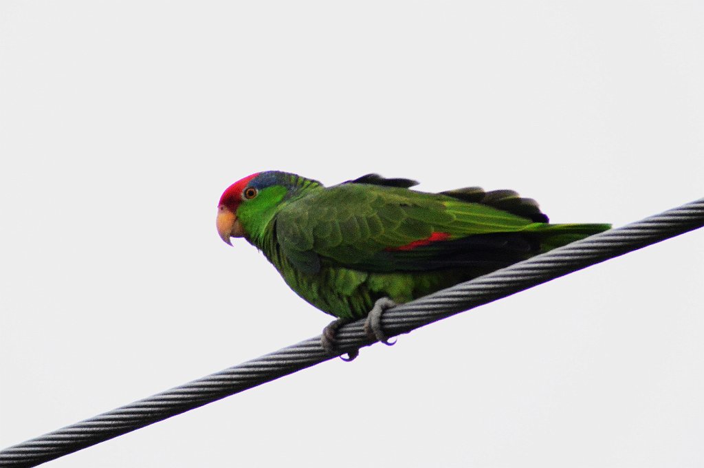 Parrot, Red-crowned, 2013-01034196 Brownsvillel, TX.JPG - Red-crowned Parrot. Oliveira Park, Brownsville, TX, 1-3-2013